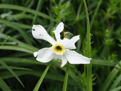 Narcissus poeticus var. recurvus nicht Actaea P5060113.JPG