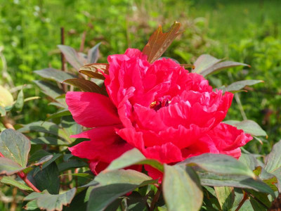 Paeonia x suffruticosa rot P5060116.JPG