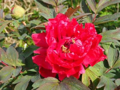 Paeonia x suffruticosa rot P5060117.JPG