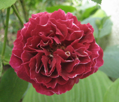 05.2008_Baron_Girod_de_Lain.jpg