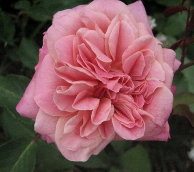 05.2008__Archiduc_Joseph.jpg