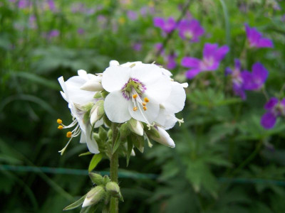 100_1272_Polemonium_caerulum_alba__800.jpg