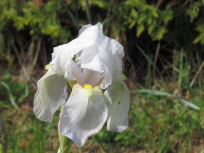 Spec Flor Rein.JPG