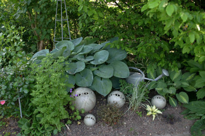 Hosta6108.jpg