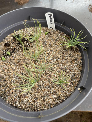 Pinus couteri Germination Mai 2023.jpg