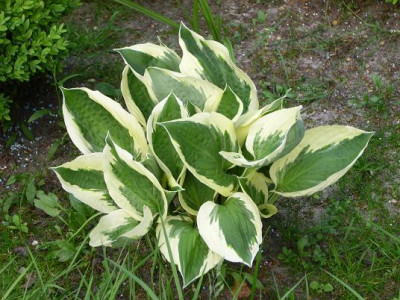 28.Mai_2008_020kl._19Hosta_Patriot.JPG