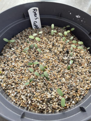 Rhus coppalina Germination Mai 2023.jpg