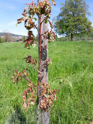 Früher roter Ingelheimer.jpg