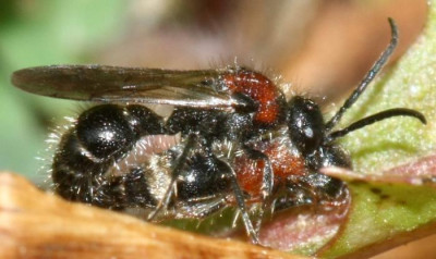Smicromyrme_rufipes_-_Rotbeinige_Spinnenameise_05a_5-9mm_Paarung.jpg