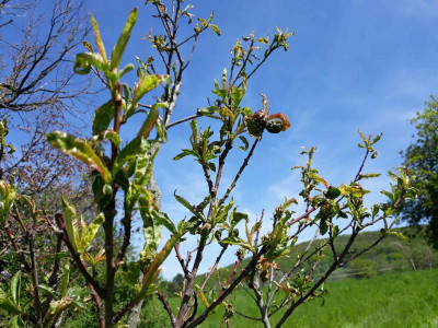 Weinbergpfirsich spät M9.jpg