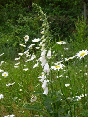 28.Mai_2008_018_kl.18_Digitalis_weiss_Leucanth._Hochf..JPG