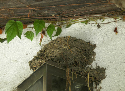 Schwalbennest3187.jpg