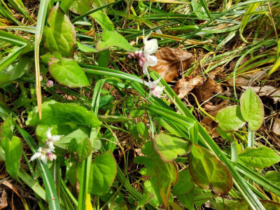 Epimedium eigener Sämling von Anju 1.jpg