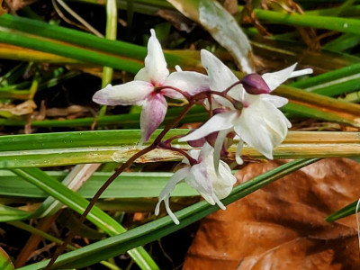 Epimedium eigener Sämling von Anju.jpg