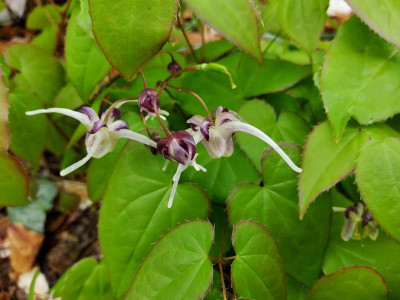 Epimedium eigener Sämling Rotkäppchen.jpg