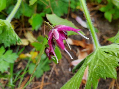 Epimedium eigener Sämling Circe pink.jpg