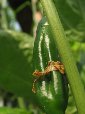 aji_panca_gruene_frucht.JPG