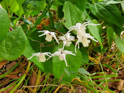 Epimedium eigener Sämling weiß.jpg