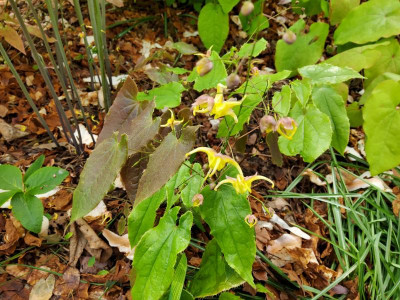 Epimedium Art oder eigener Sämling.jpg