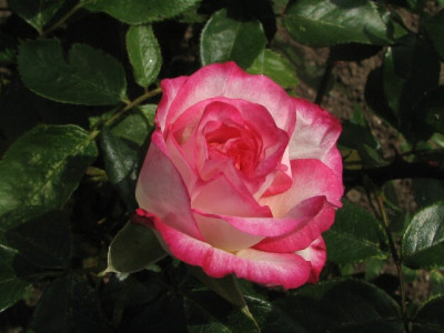 31_05g.JPG