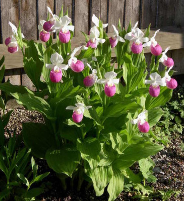 Cypripedium_reginae_2008-05-31.JPG