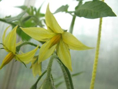 T08corbarino03.jpg