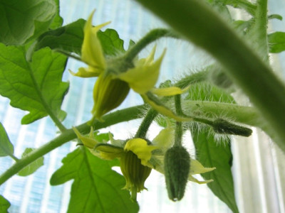 TBoloto_Flower.jpg