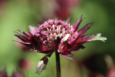 Astrantia-Jun0108.jpg
