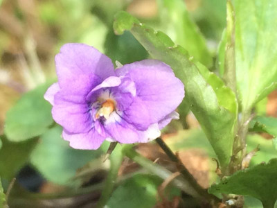 2023-05-07 Viola awagatakensis Blüte.jpg