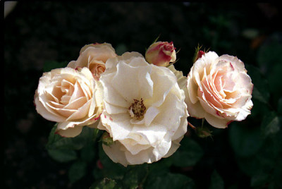 02.11.04-M.M.-Bluten-_Kopie.jpg