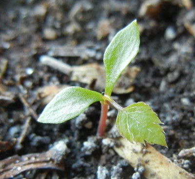 06.05. Aralia elata var. mandshurica Keimling.jpg