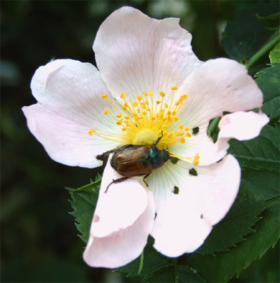 Rosa_Canina_Kafer_01.06.08.jpg