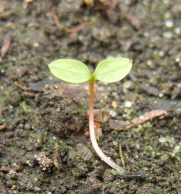 DSCN0042 - Keimling Aralia chinensis.jpg