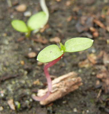 DSCN0041 - Keimling Aralia stipulata.jpg