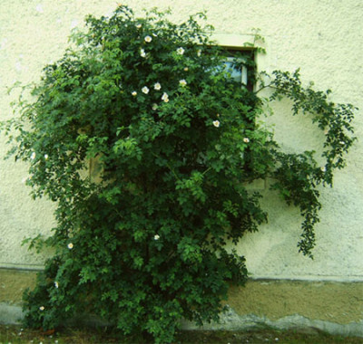 Rosa_Canina_2_01.06.08.jpg