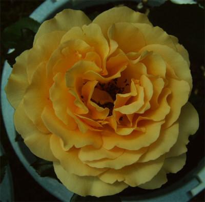 Amber_Queen_01.06.08.jpg