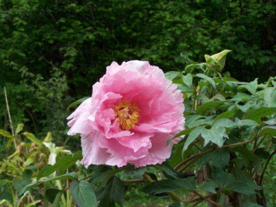 100_1244_PAEONIA_arborea__rose___640.jpg