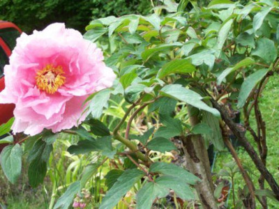 100_1246_Paeonia_arborea__500.jpg