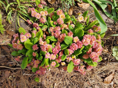 Primula Sundae.jpg