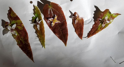 Epimedium fargesii links & Sämlinge.jpg