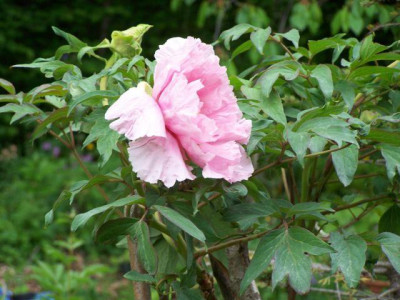 100_1257_Paeonia_arbor.__640.jpg