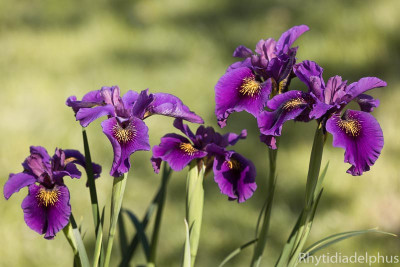 Iris_Dark_Emperor_8896_800_2.jpg