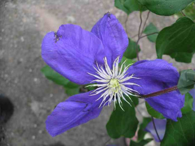 IMGP4957.JPG