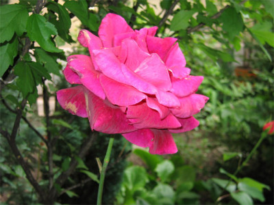 rosehof04a.jpg