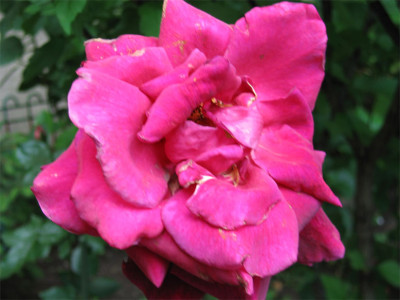 rosehof08a.jpg