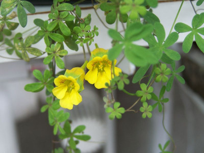 100_1236_Tropaeolum____800.jpg