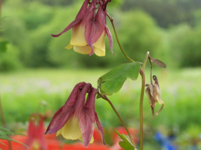 100_1228_Aquilegia_formosa__800.jpg