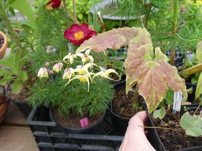 2023-05-06 Epimedium 'Galaxy Strain' 1.jpg