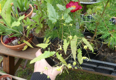2023-05-06 Epimedium 'Galaxy Strain' 4.jpg