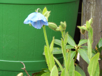 100_1237_MECONOPSIS_grandis_Horst__800.jpg